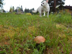 DSCN2976.JPG