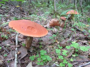 IMG_9273.JPG