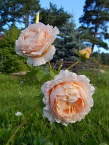 DSCN3049.JPG