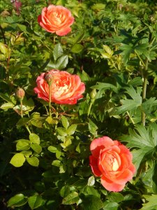 DSCN3063.JPG