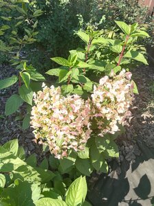 IMG_20200822_155553.jpg