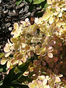 IMG_20200822_155519.jpg