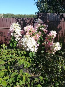 IMG_20200822_155622.jpg