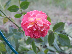 DSCN3223.JPG