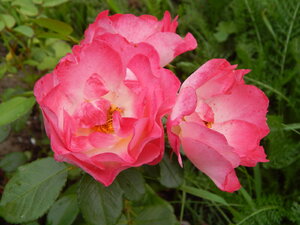 DSCN3205.JPG