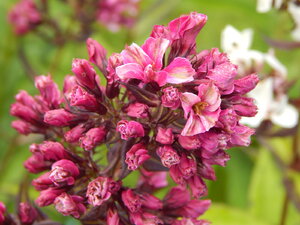 DSCN3133.JPG