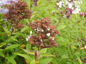 DSCN3241.JPG