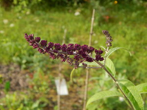 DSCN3187.JPG