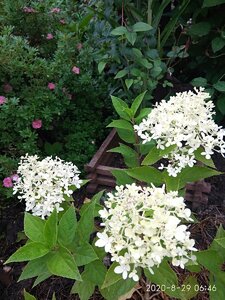IMG_20200829_064653.jpg