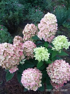 IMG_20200829_064913.jpg
