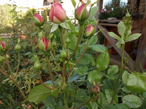 IMG_20200902_171802.jpg