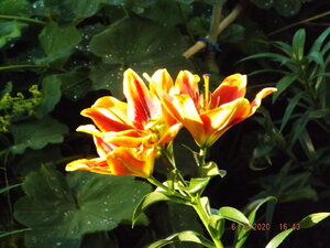 2020.09.06 Уч № 2 _ DSCF9265.JPG