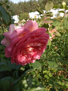 IMG_20200906_101824.jpg