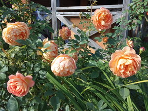 IMG_20200906_101952.jpg