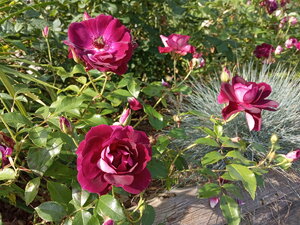 IMG_20200906_102007.jpg