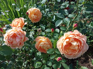 IMG_20200906_102114.jpg