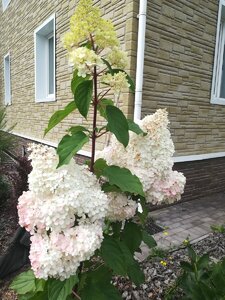 IMG_20200905_124529.jpg