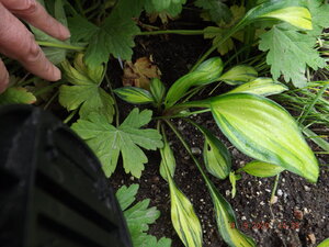 2020.09.09 Уч.№ 1 Hosta 'Rainbows-End'_ DSCF9355.JPG
