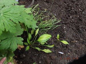 2020.09.09 Уч.№ 1 Hosta 'Rainbows-End'_ DSCF9351.JPG