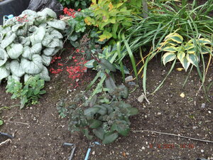 2020.09.09 Уч.№ 1  Очитки` FROSTY MORN`, `Purple Emperor`, `Yellow Xenox`__ DSCF9306.JPG