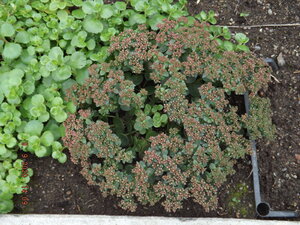 2020.09.09 Уч.№ 1  Очитки. Sedum LIME ZINGER ) Sunsparkler __ DSCF9307 — копия.JPG