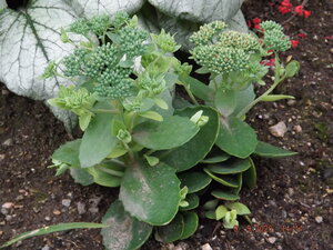 2020.09.09 Уч.№ 1 Sedum FROSTY MORN_ DSCF9325.JPG
