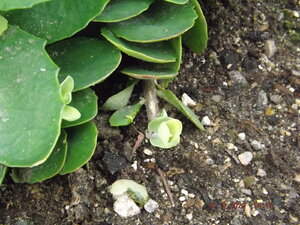 2020.09.09 Уч.№ 1 Sedum FROSTY MORN_ DSCF9327.JPG