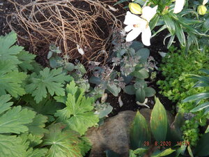 2020.08.28 Уч № 2 Sedum hybride Xenox (с зел.л) и Chocolate Cherry (справа)_ DSCF9083.JPG