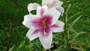 DSC00990.JPG