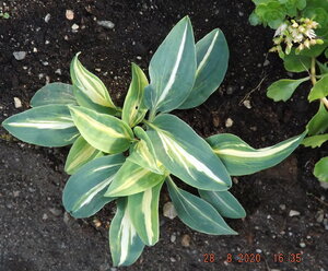 2020.08.28  Уч. № 2 Hosta 'Timeless Beauty', Очиток от Турагентства_ ф_ DSCF9094.jpg
