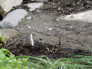 2020.07.02 Уч № 2 Hosta 'Timeless Beauty'_ DSCF8128.JPG