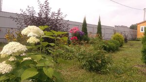P_20200806_100129.jpg