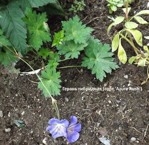 2020.09.09 Уч.№ 2 Герань гибридная (сорт 'Azure Rush' ®)_ ф_ DSCF9348.jpg