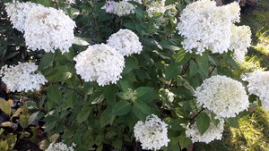 20200914_125146.jpg