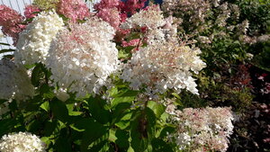 20200914_125828.jpg
