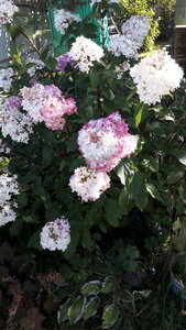 20200914_125205.jpg