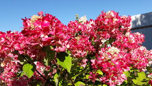 20200914_125605.jpg