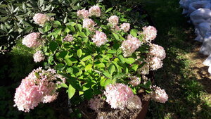 20200914_125115.jpg