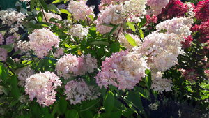 20200914_125310.jpg
