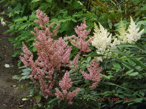 2020.09.25 Уч № 2 Astilbe arendsii `Weisse Gloria` и Astilbe japonica 'Look at Me' _ DSCF9446.JPG