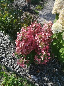 IMG_20200927_122046.jpg