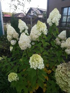 IMG_20200927_122119.jpg