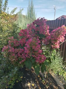 IMG_20200927_122027.jpg