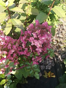 IMG_20200927_121949.jpg