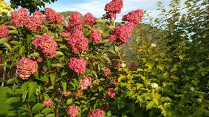 IMG_20200916_170332.jpg