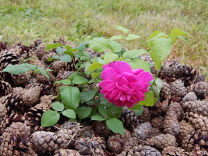 DSCN3329.JPG
