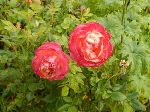 DSCN3285.JPG