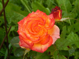 DSCN3295.JPG