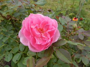 DSCN3363.JPG