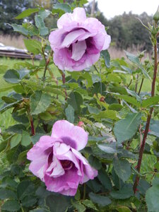 DSCN3390.JPG